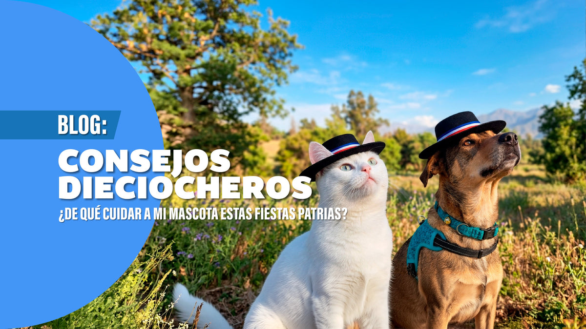 ¡Rico para nosotros, peligroso para ellos! Consejos alimentarios para tus mascotas