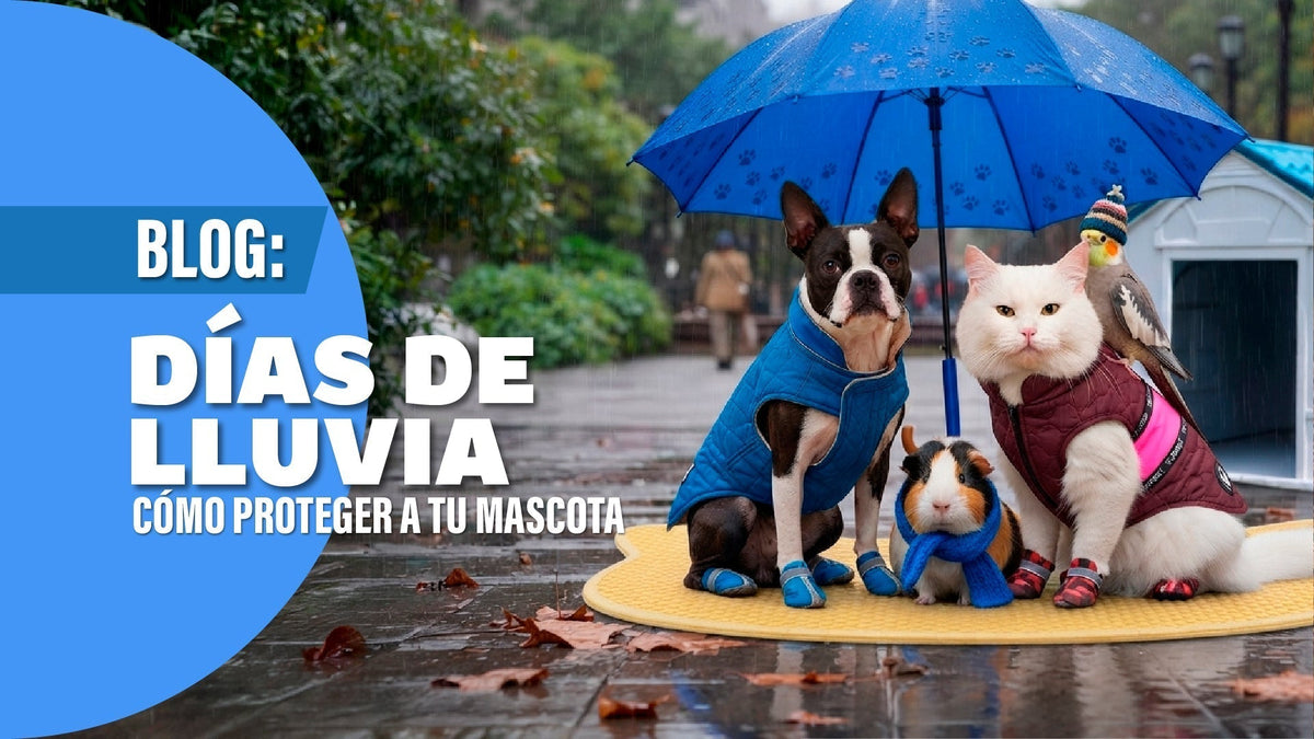 Guía Esencial: Cómo Proteger a tus Mascotas durante la Temporada de Lluvias - Pethome