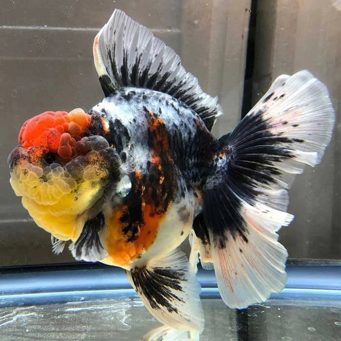 Carassius Oranda Thai - imagen 1