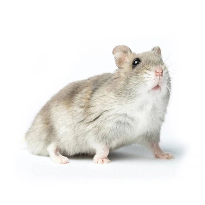 Hamster (Golden, Chino y Ruso) - Pethome