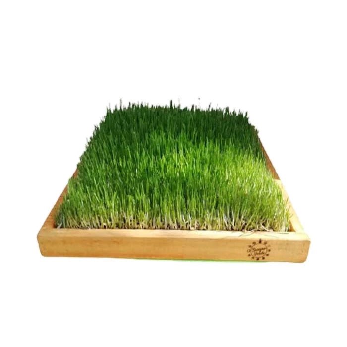 HIERBA DE TRIGO (JARDIN BASE MADERA 40X40) SANGRE VERDE - Pethome