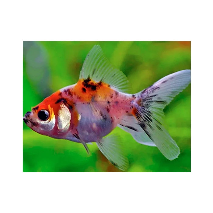 Pez Carassius Calico - imagen 1