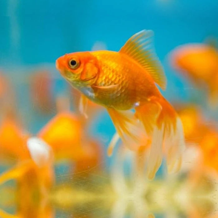 Pez Carassius Oro - imagen 1