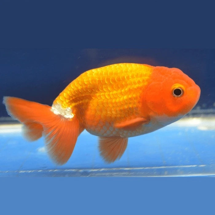 Pez Carassius Ranchu - imagen 1