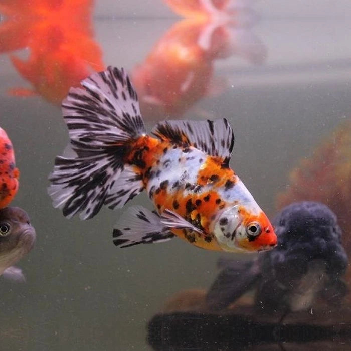Pez Carassius Shubunkin - imagen 1