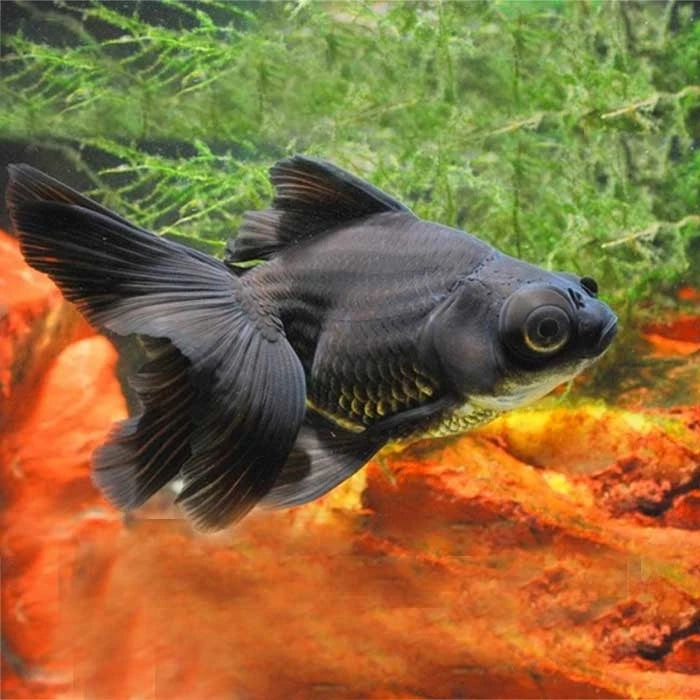 Pez Carassius Telescopio 8 - 10 cm - imagen 1