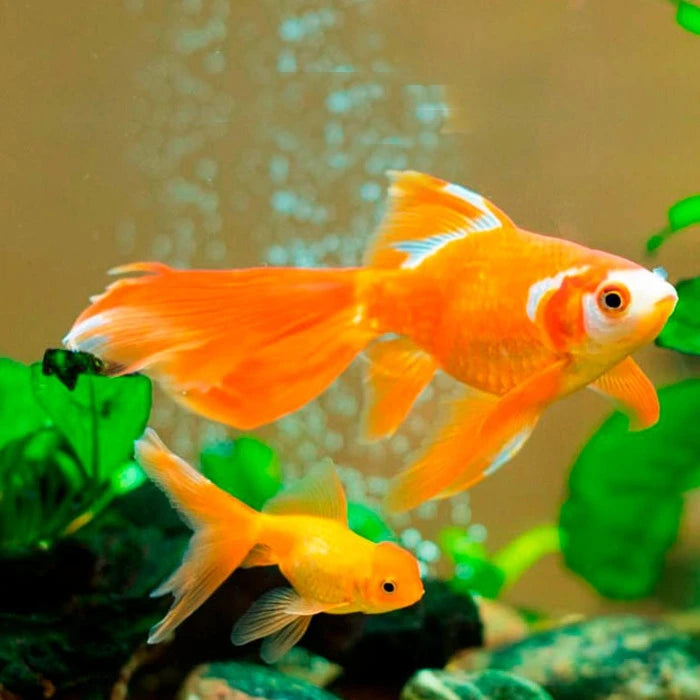 Pez Carassius XL - imagen 1