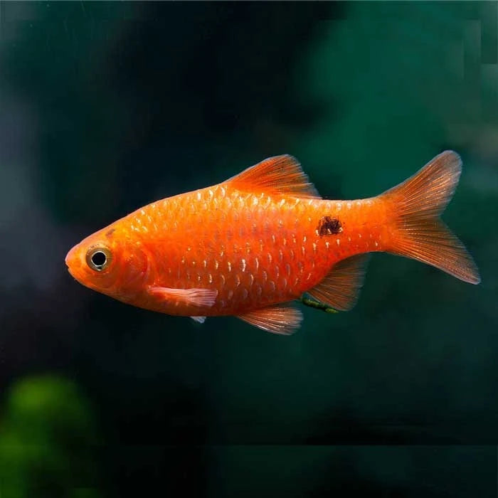 Pez Conchonius - imagen 1