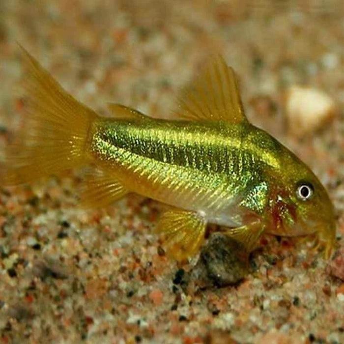 Pez Corydora laser - imagen 1