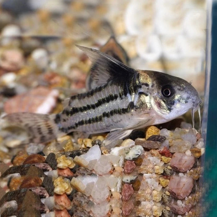 Pez Corydoras melanistius - imagen 1