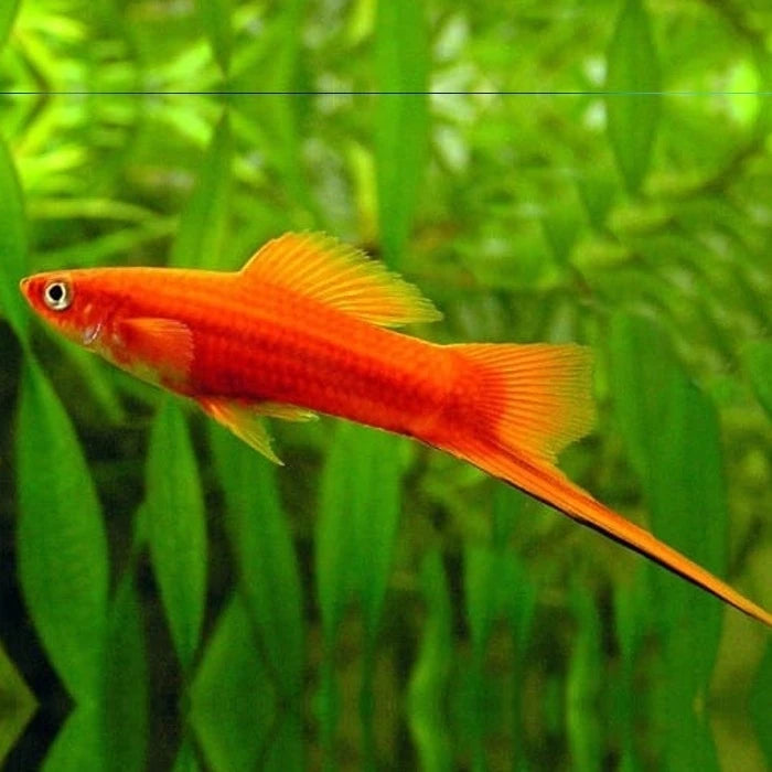 Pez Espada Kohaku - imagen 1