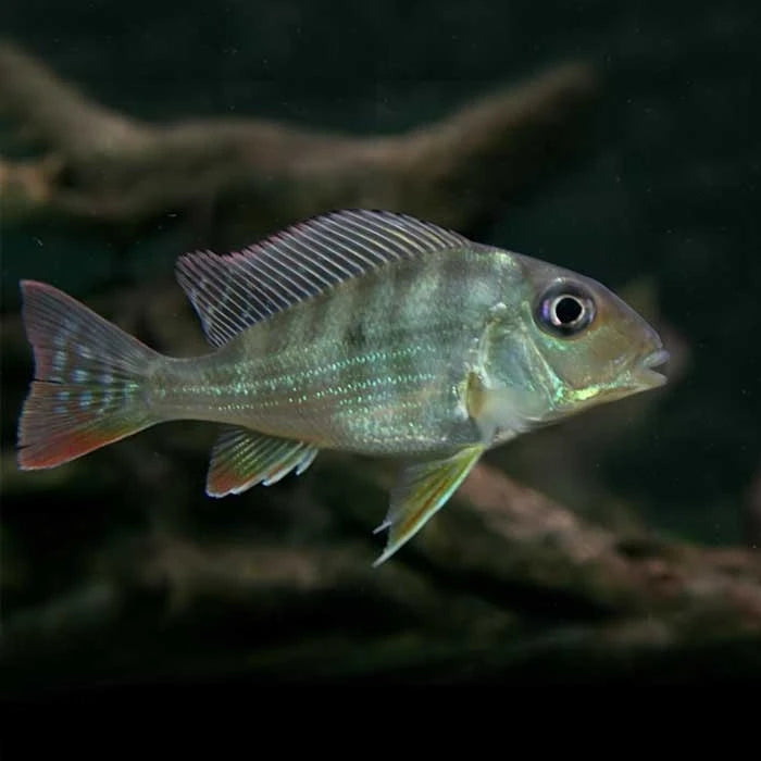 Pez Geophagus - imagen 1