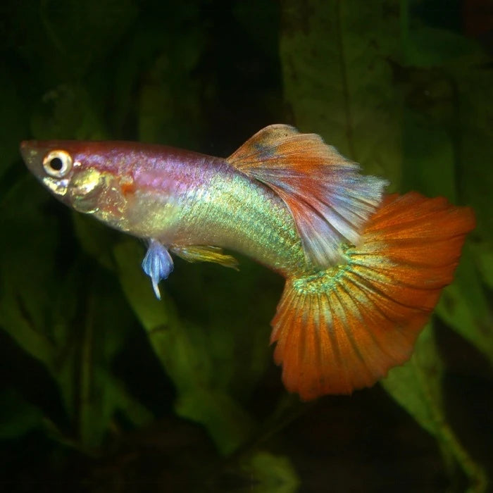 Pez Guppy Tequila - imagen 1