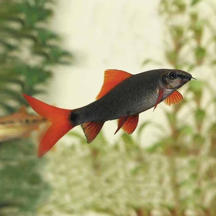 Pez Labeo Erythrurus - imagen 1