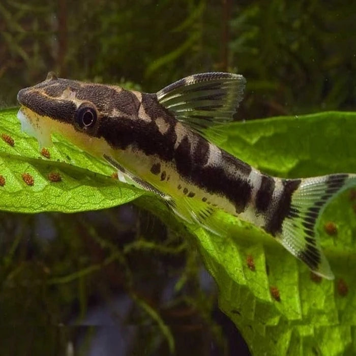 Pez Otocinclus affinis - imagen 1