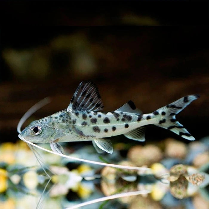 Pez Pimelodella Pictus - imagen 1
