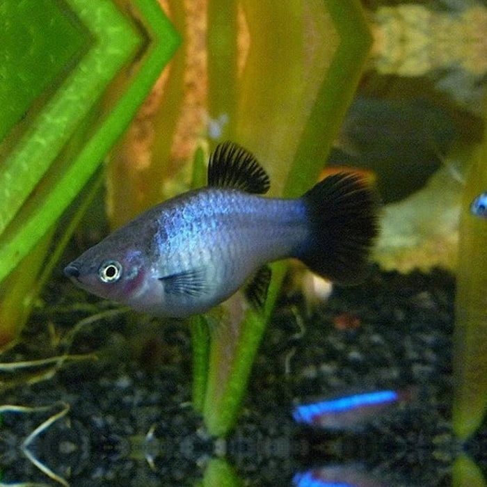 Pez Platty Azul - imagen 1