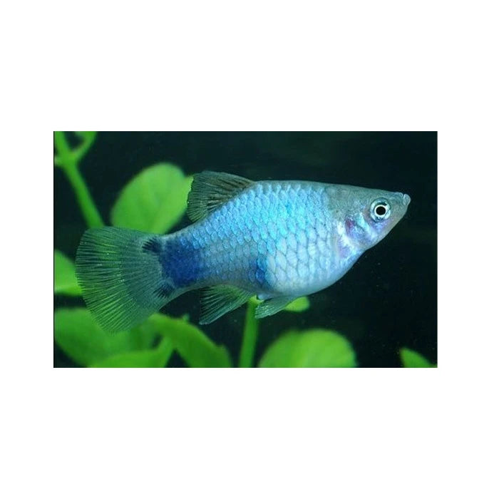 Pez Platty Gris - imagen 1