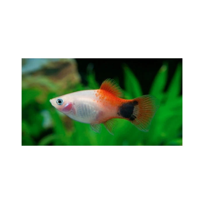 Pez Platty Red Top - imagen 1