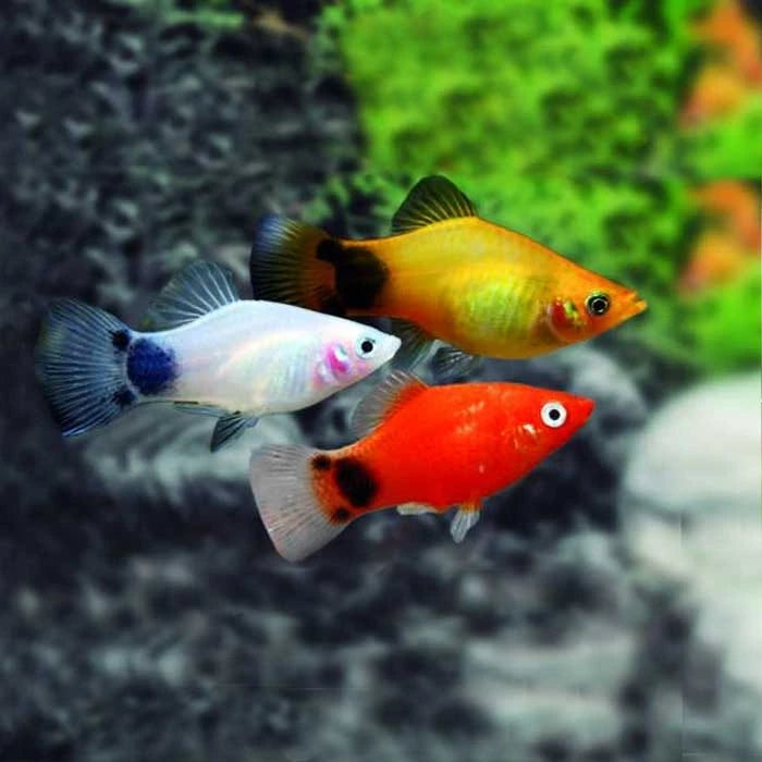 Pez Platy Mickey Mouse - imagen 1