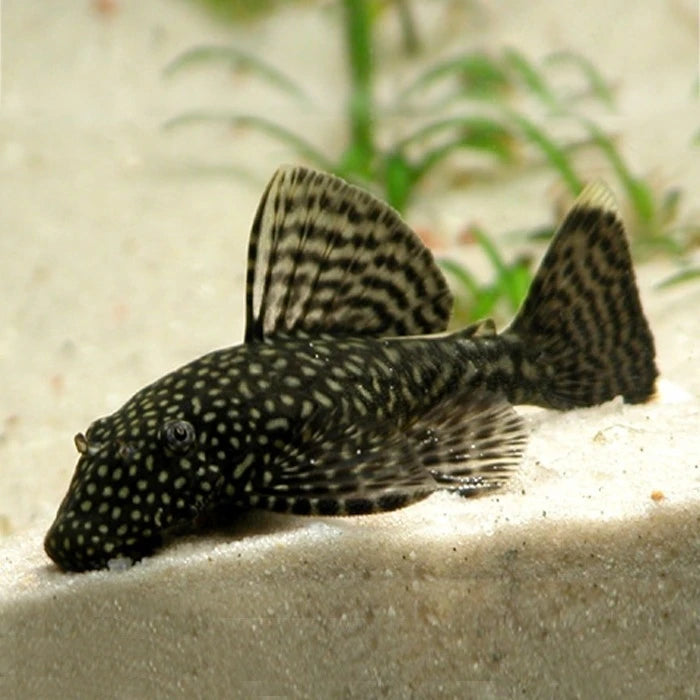 Pez Pleco Adonis - imagen 1