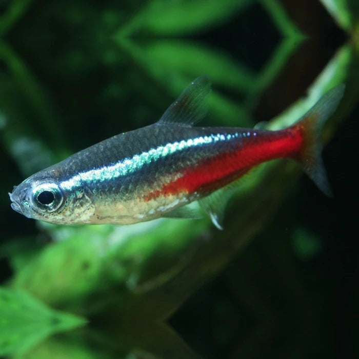 Pez Tetra Cardenal - imagen 1