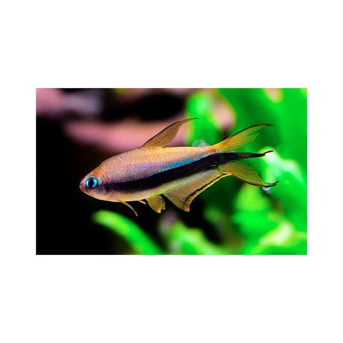 Pez Tetra Emperador - imagen 1