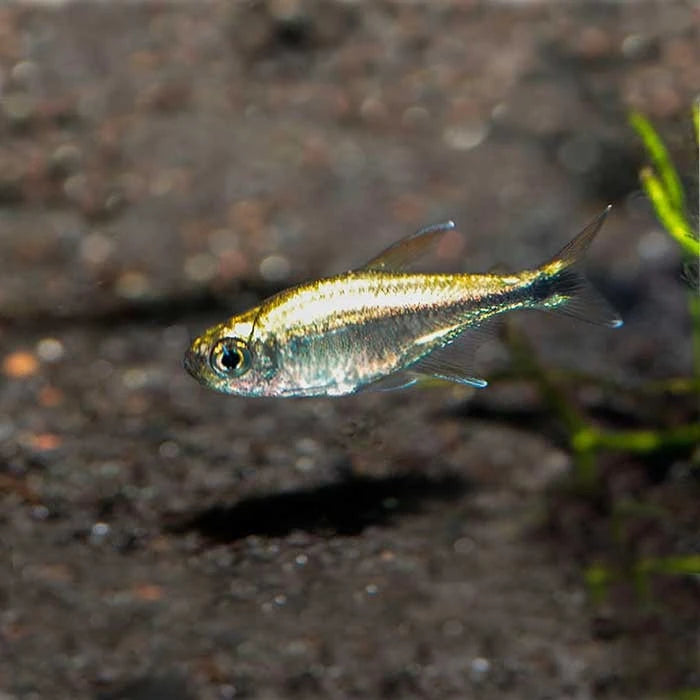 Pez Tetra Oro - imagen 1
