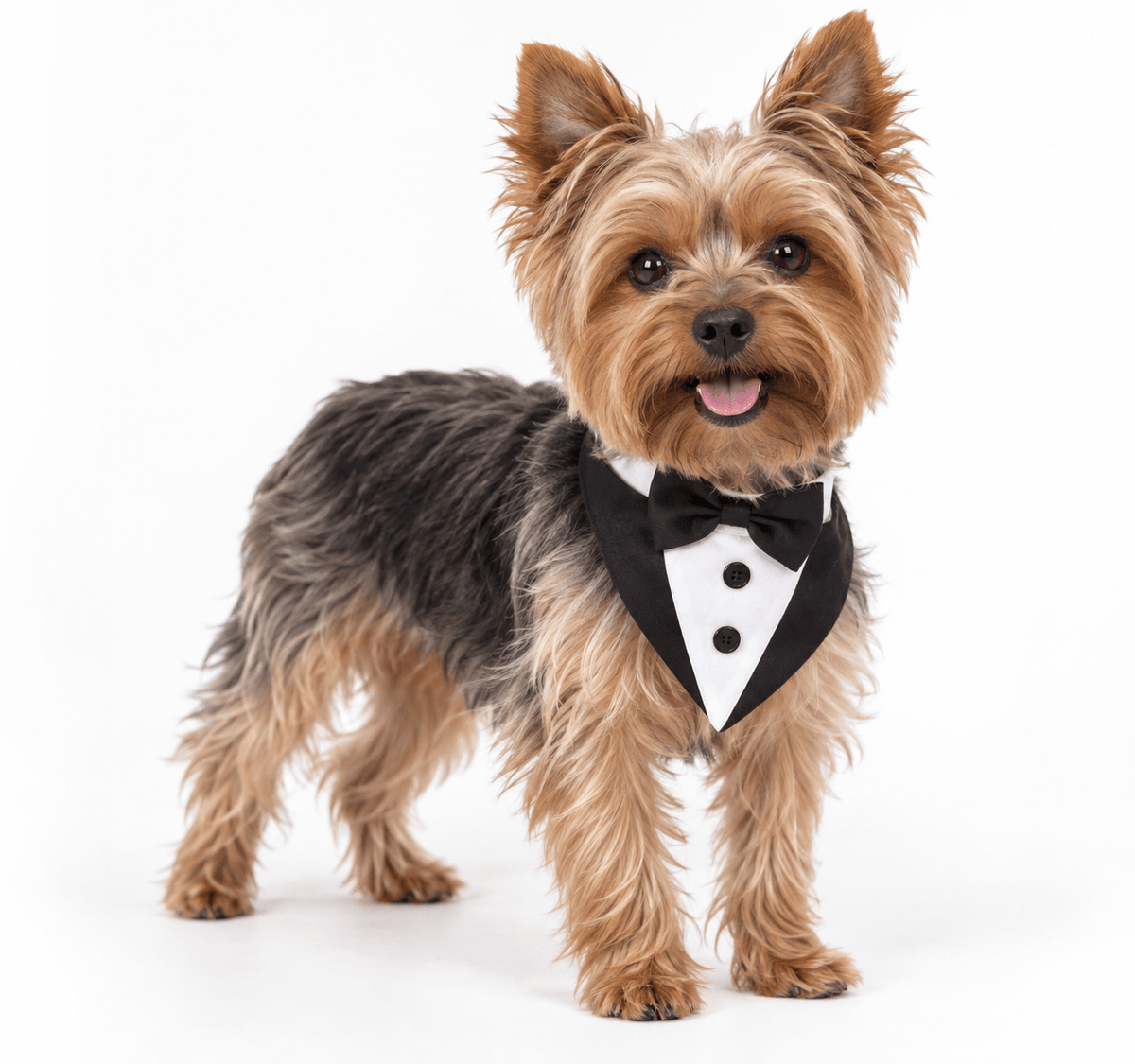 Smoking para mascotas bandana para fiestas - Pethome