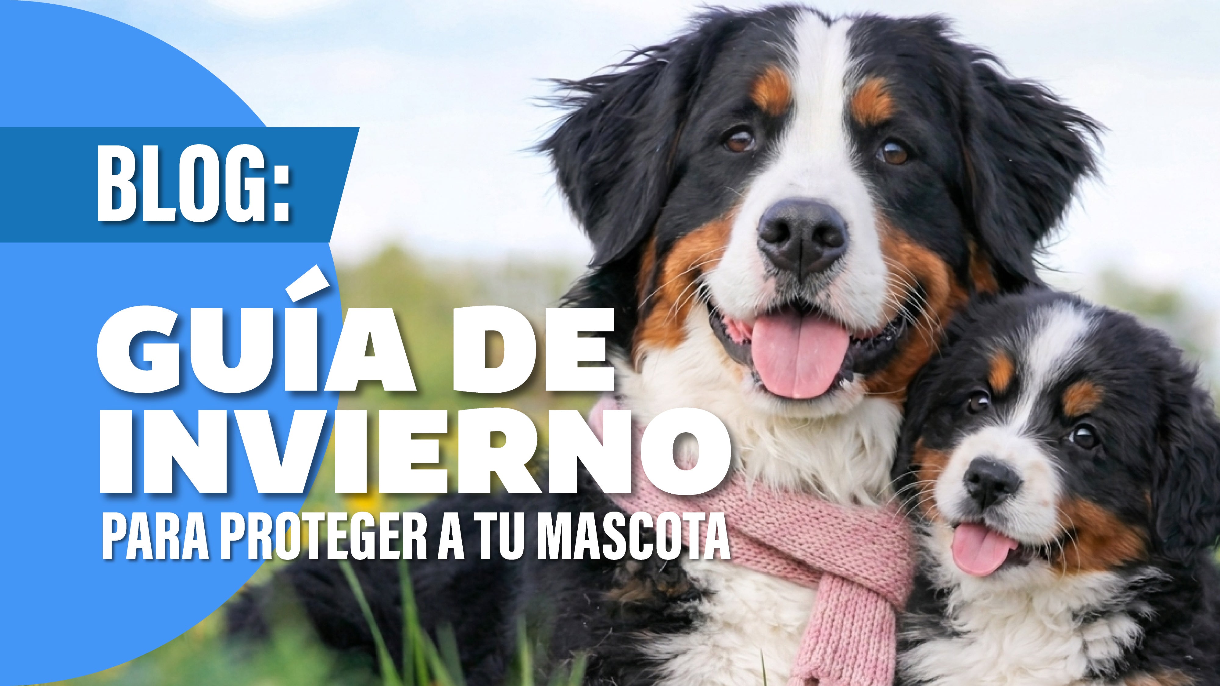 Guía de Invierno para proteger a tu mascota y reforzar sus defensas