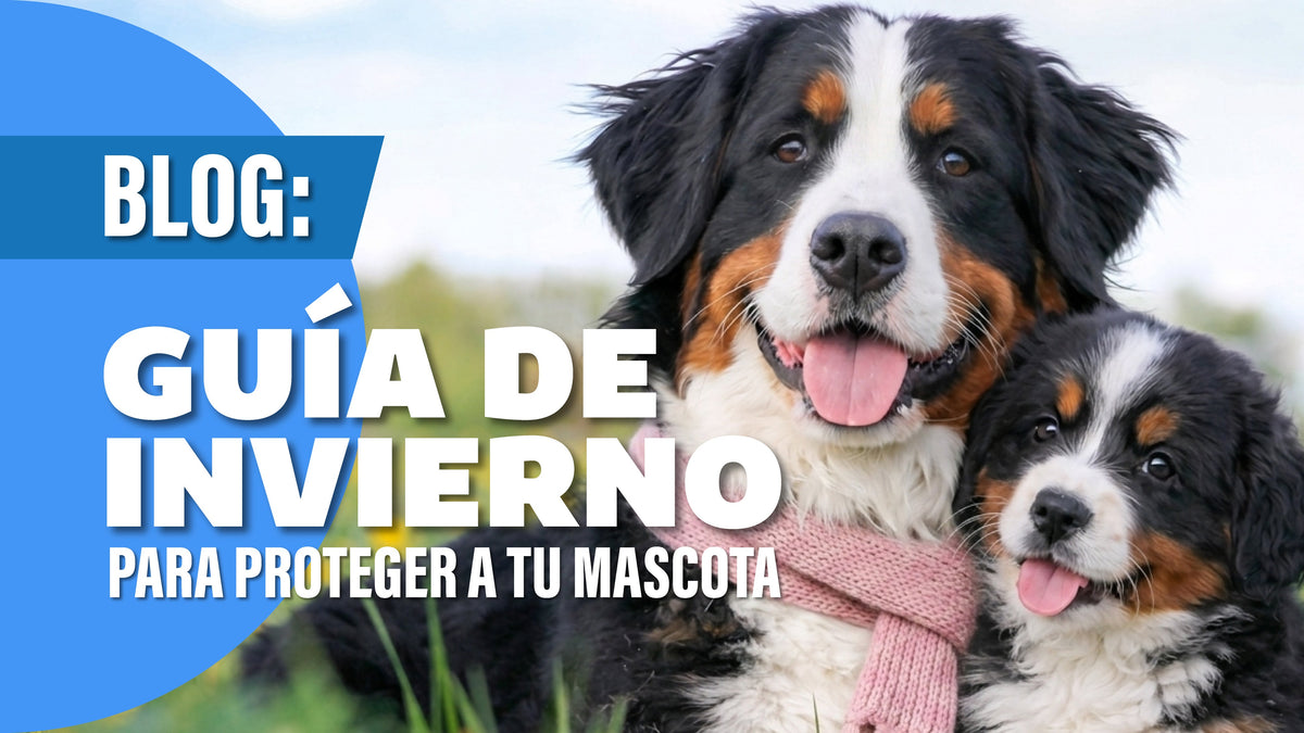 Guía de Invierno para proteger a tu mascota y reforzar sus defensas - Pethome