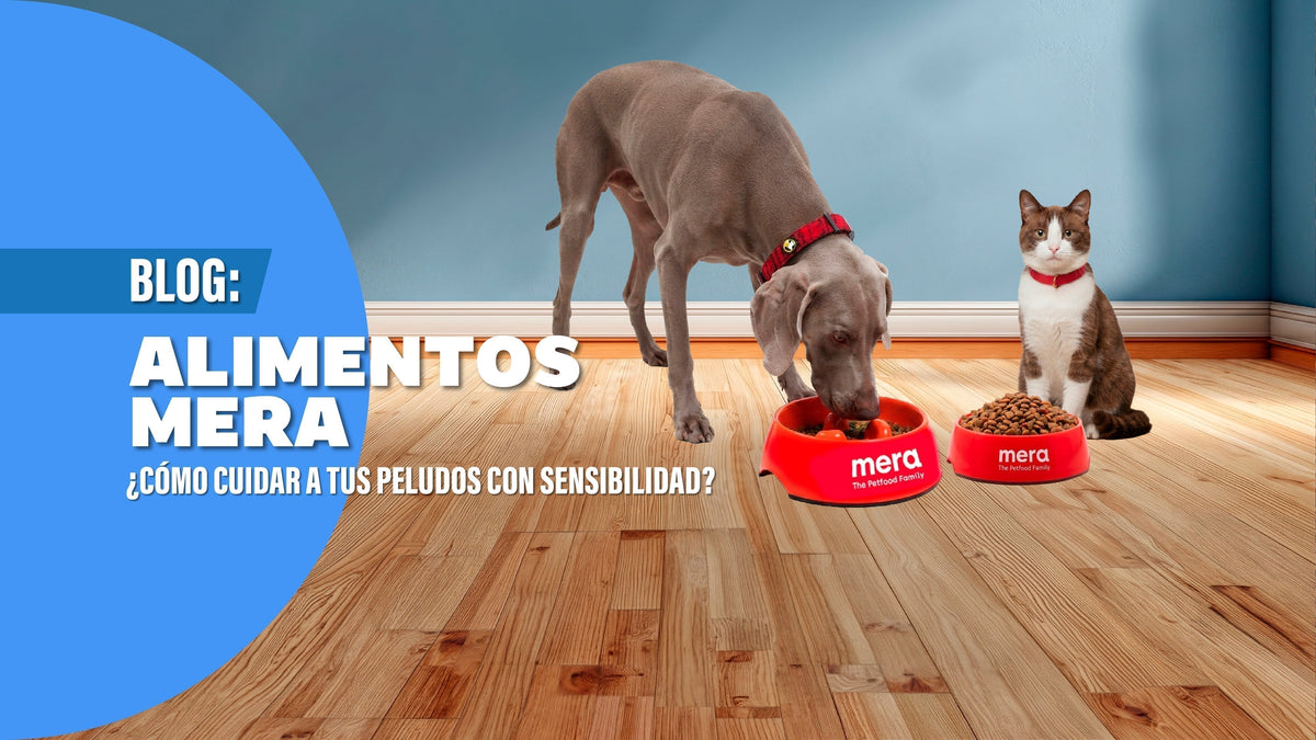 MERA y las necesidades de alimentación sensible en perros y gatos. - Pethome