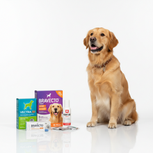 Antiparasitarios para Perros
