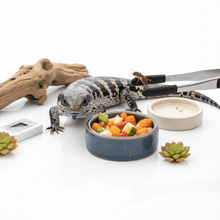 Comederos y Accesorios para Reptiles - Pethome