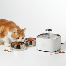 Comederos y Bebederos para Gatos - Pethome