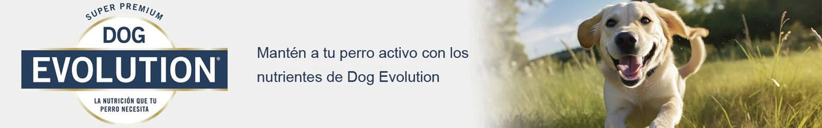 Dog evolution - Pethome