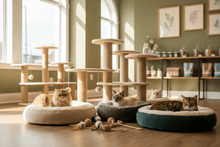 Outlet Gatos - Pethome