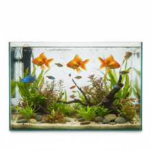 Peces y Plantas - Pethome