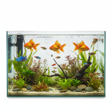 Peces y Plantas