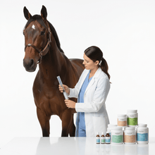 Salud y Bienestar Equinos - Pethome
