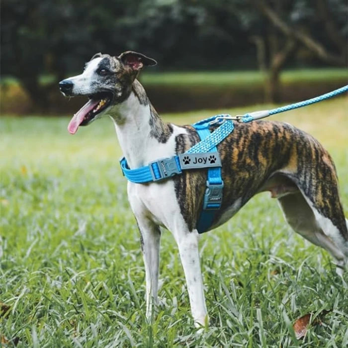 ARNES PARA PERRO 2 HEBILLAS