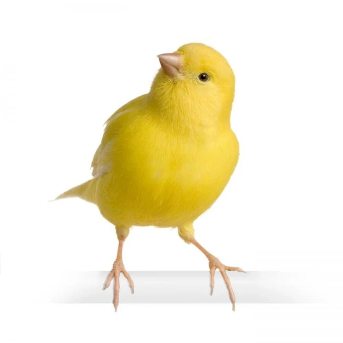 Canario