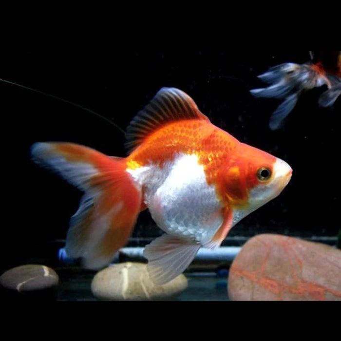 Carassius Ryukin
