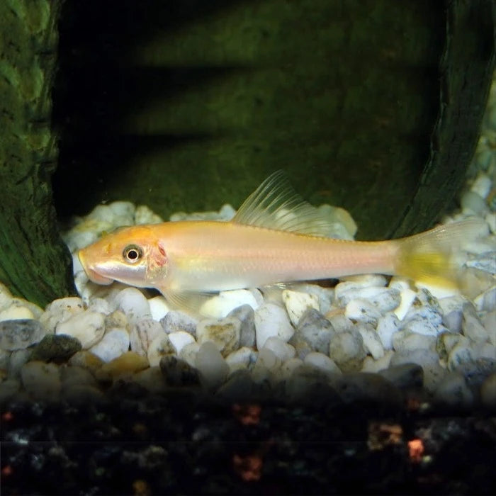 Come alga Chino Albino - imagen 1