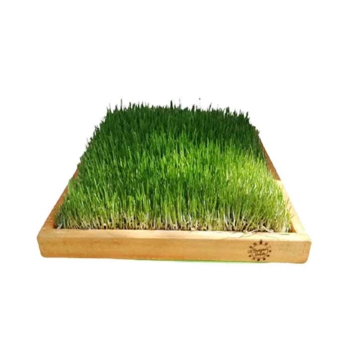 HIERBA DE TRIGO (JARDIN BASE MADERA 40X40) SANGRE VERDE