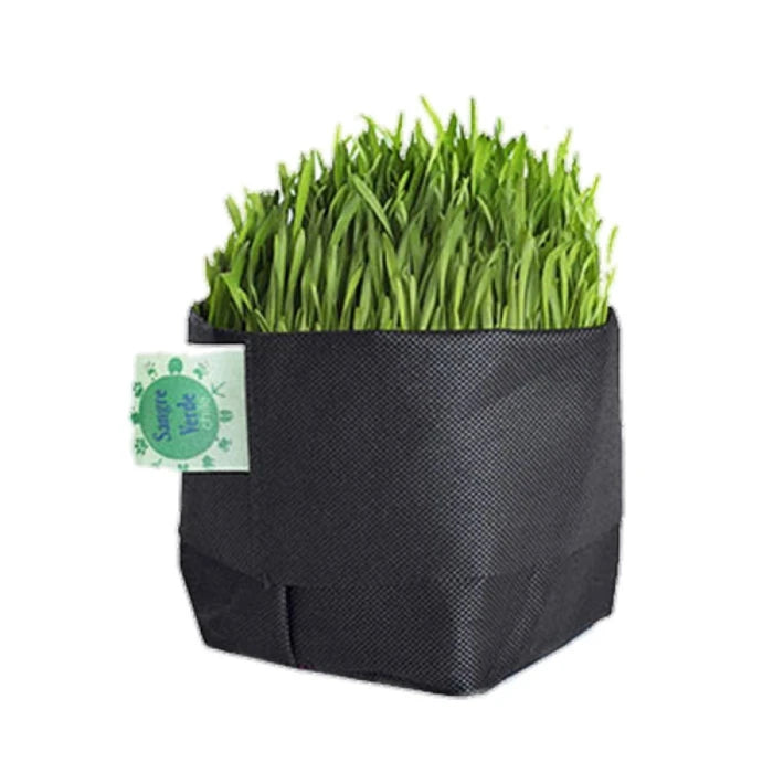 HIERBA DE TRIGO (MACETA 12X12) SANGRE VERDE