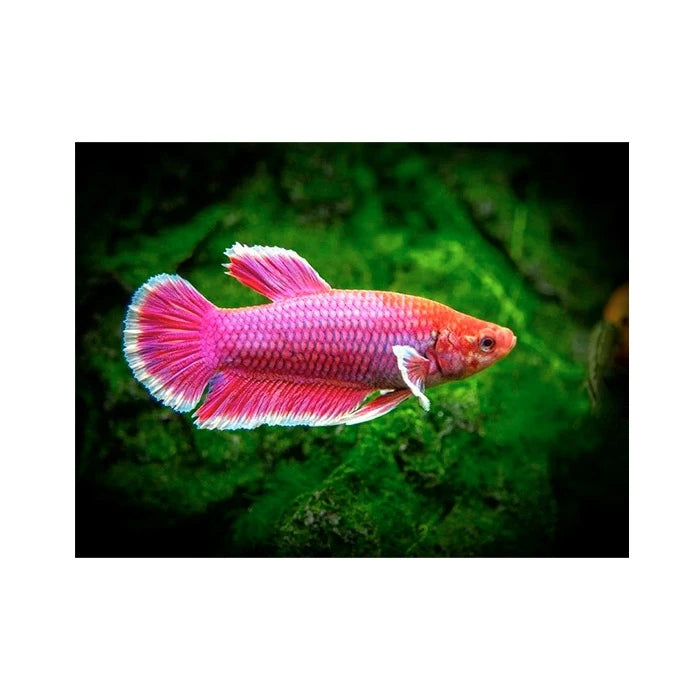 Pez Betta Hembra - imagen 1