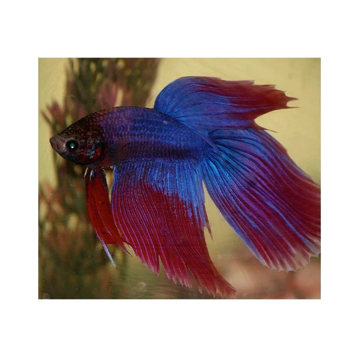 Pez betta Macho splend - imagen 1