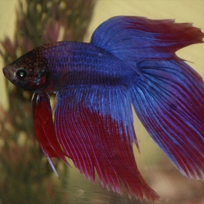 Pez Betta Macho - imagen 1