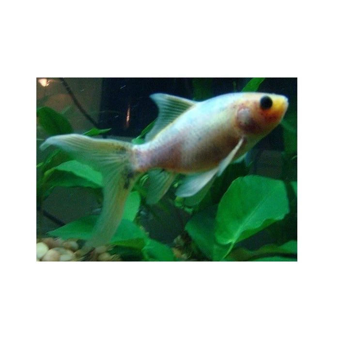 Pez Carassius blanco - imagen 1